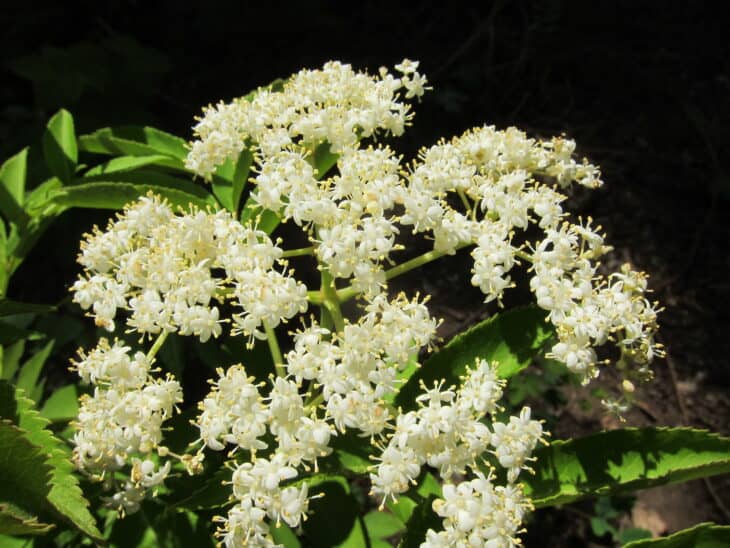 American Elderberry - Sambucus canadensis