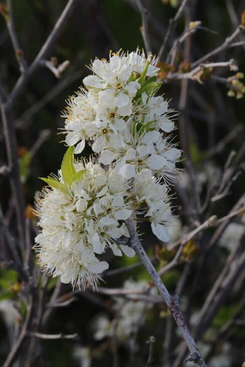 American Plum (Prunus americana)