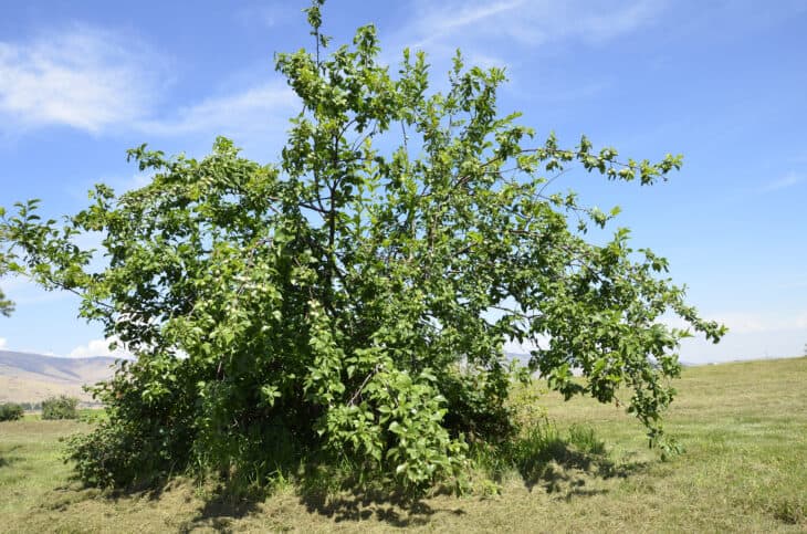 American Plum (Prunus americana)