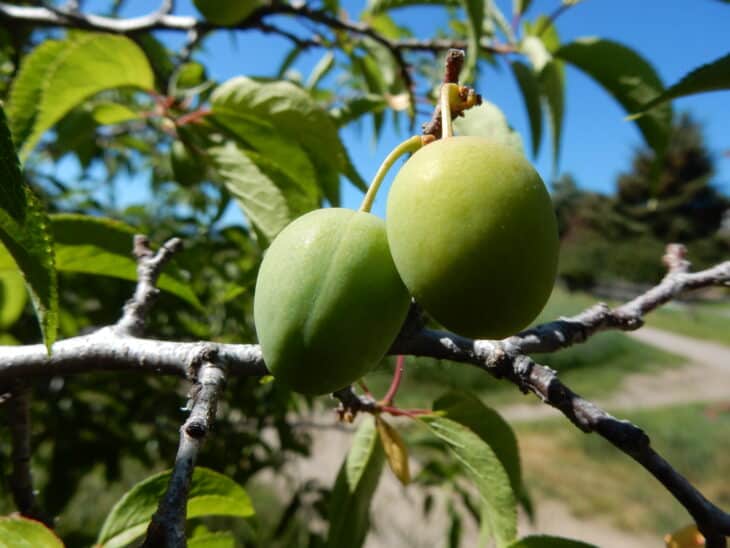 American Plum (Prunus americana)