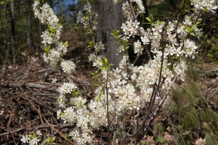 American Plum (Prunus americana)