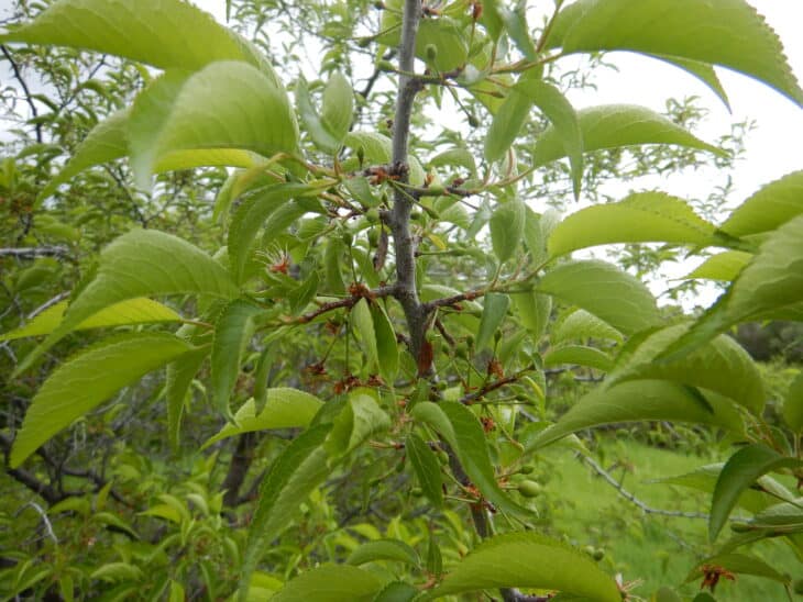 American Plum (Prunus americana)