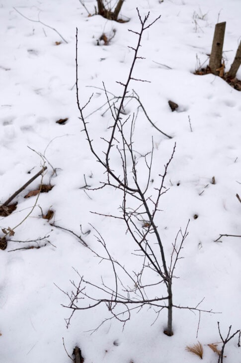 American Plum (Prunus americana)