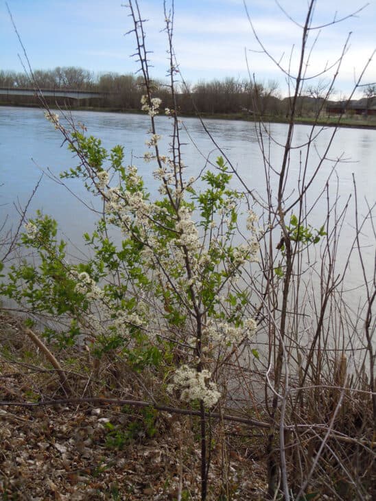American Plum (Prunus americana)