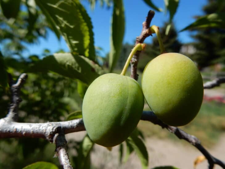 American Plum (Prunus americana)