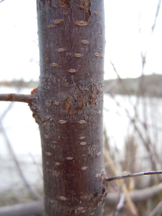 American Plum (Prunus americana)