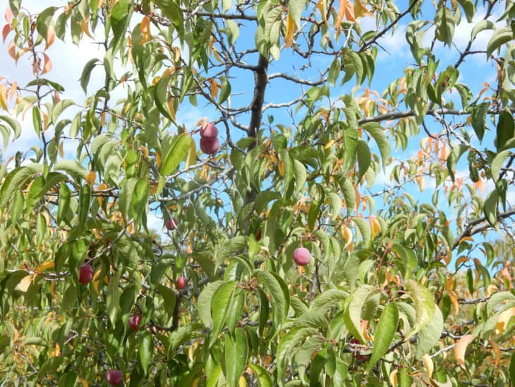 American Plum (Prunus americana)