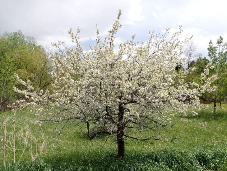 American Plum (Prunus americana)