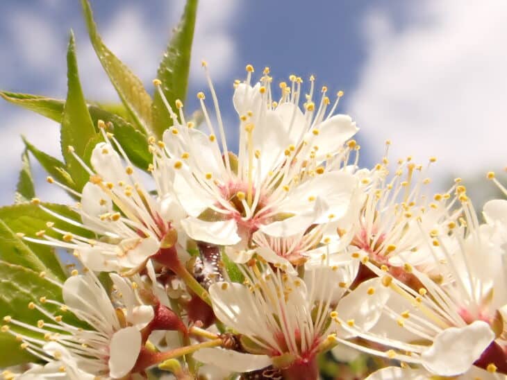 American Plum (Prunus americana)