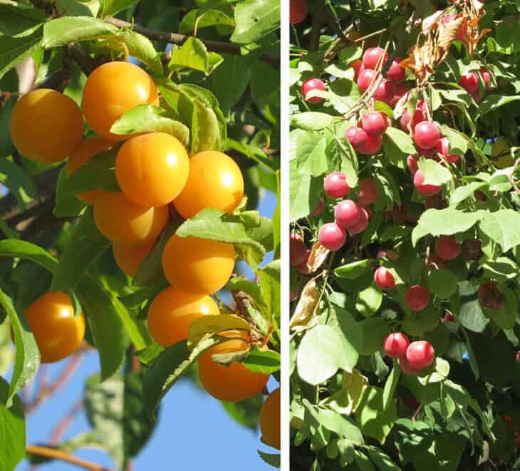 American Plum (Prunus americana)