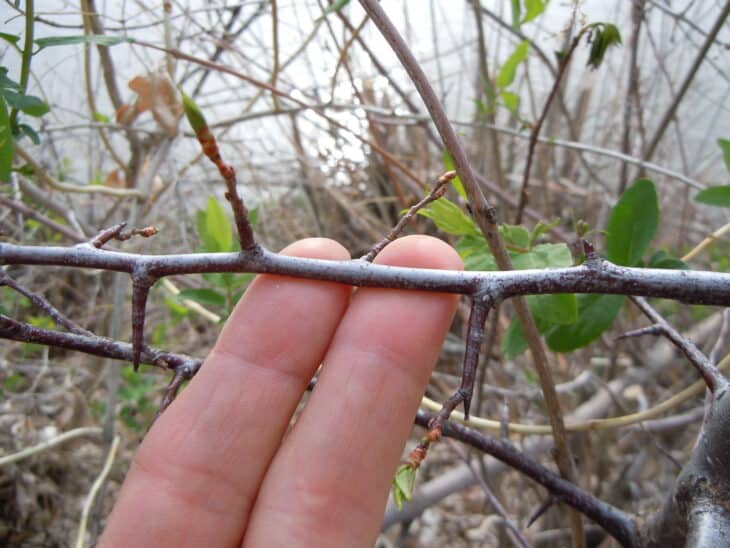 American Plum (Prunus americana)