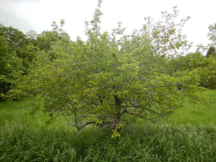 American Plum (Prunus americana)