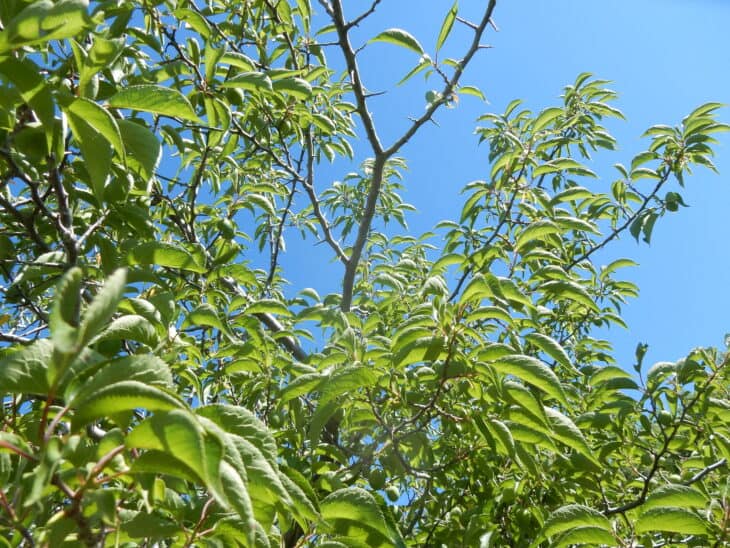 American Plum (Prunus americana)