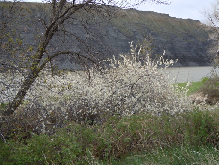 American Plum (Prunus americana)