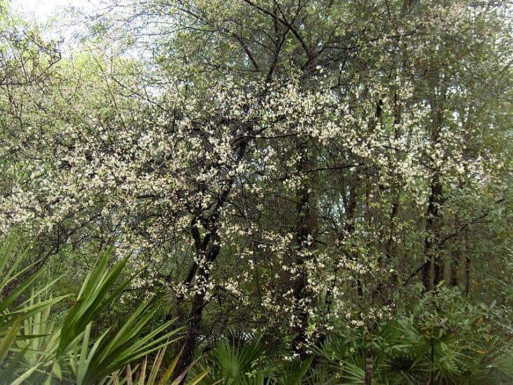 American Plum (Prunus americana)