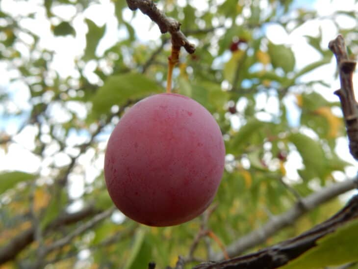 American Plum (Prunus americana)