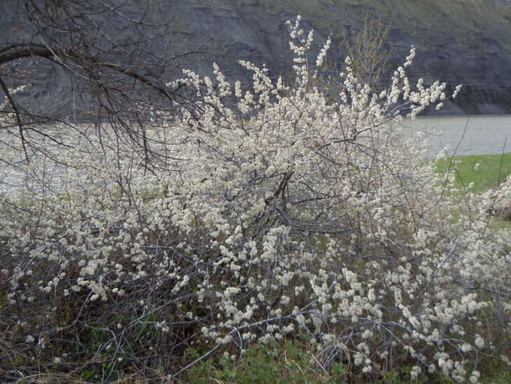 American Plum (Prunus americana)