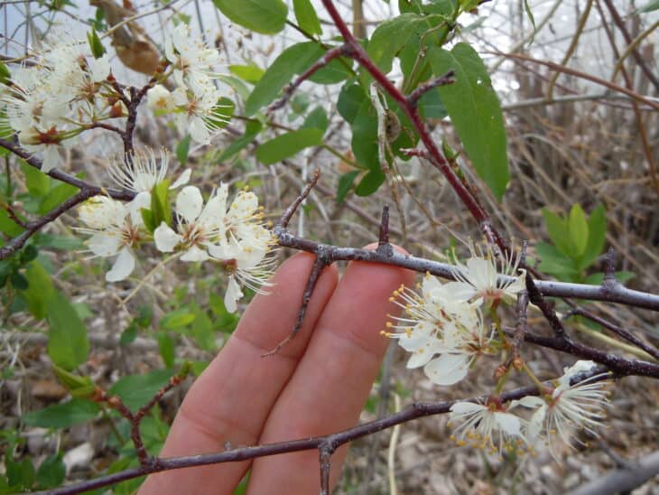 American Plum (Prunus americana)