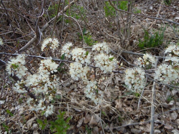 American Plum (Prunus americana)
