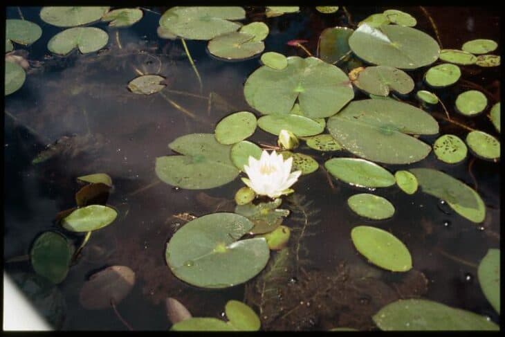 American White Waterlily (Nymphaea odorata)