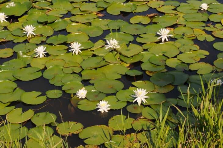 American White Waterlily (Nymphaea odorata)