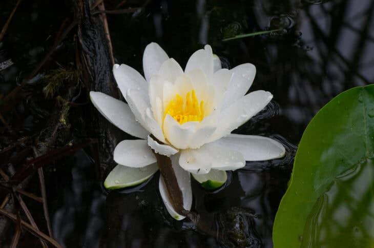 American White Waterlily (Nymphaea odorata)