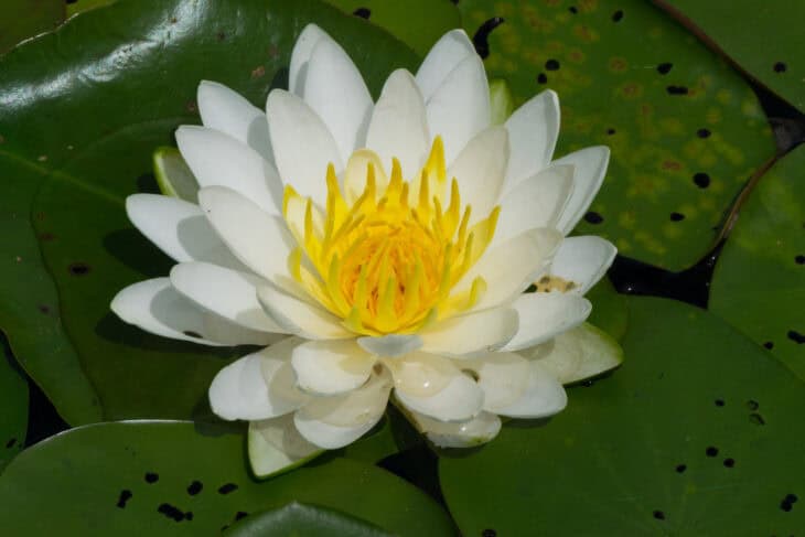 American White Waterlily (Nymphaea odorata)