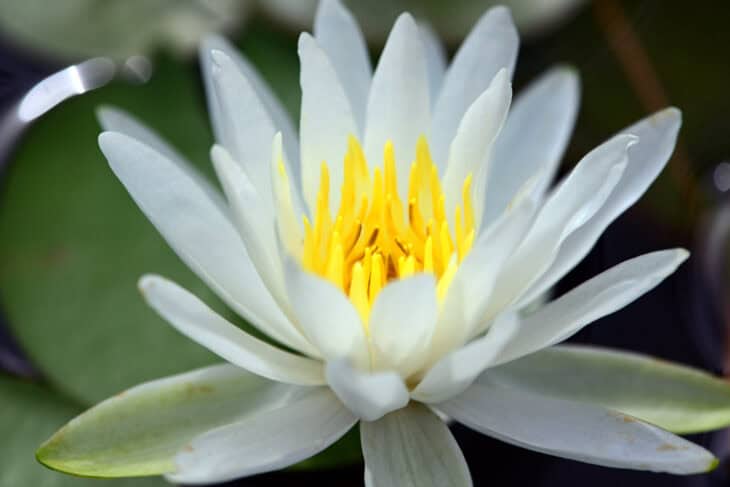 American White Waterlily (Nymphaea odorata)