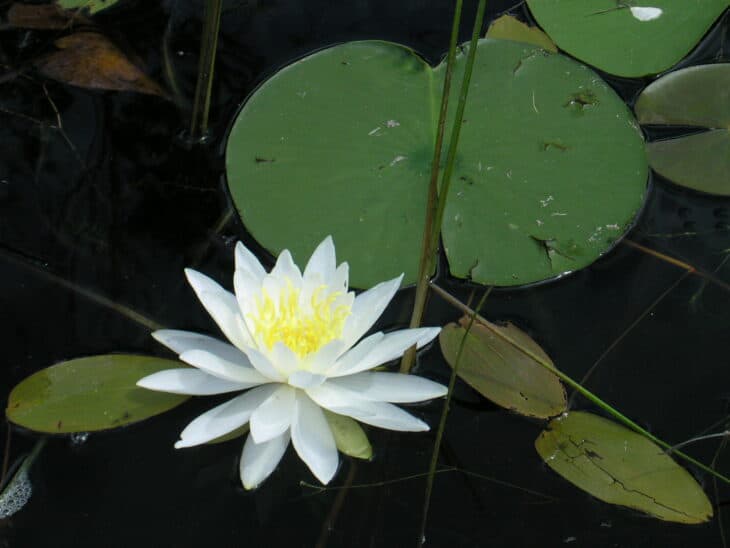American White Waterlily (Nymphaea odorata)