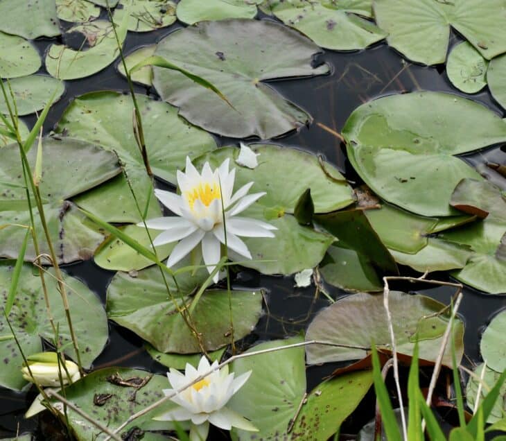 American White Waterlily (Nymphaea odorata)
