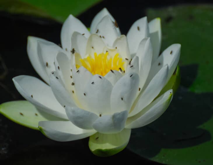 American White Waterlily (Nymphaea odorata)