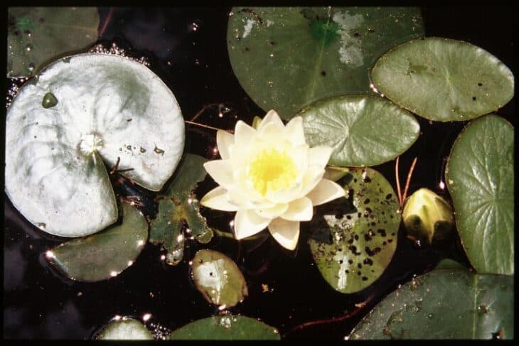 American White Waterlily (Nymphaea odorata)