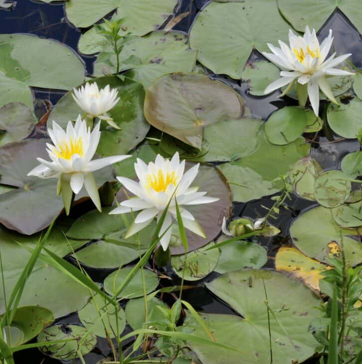 American White Waterlily (Nymphaea odorata)