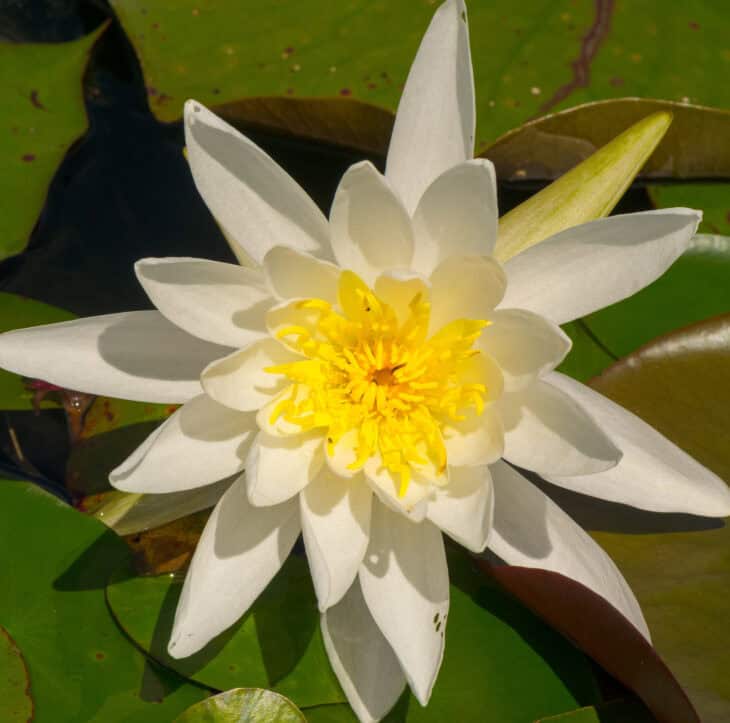 American White Waterlily (Nymphaea odorata)