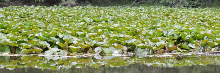 American White Waterlily (Nymphaea odorata)