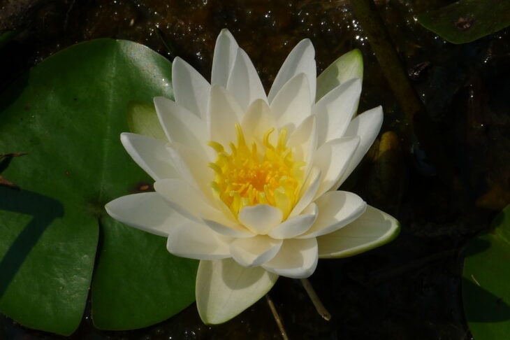 American White Waterlily (Nymphaea odorata)