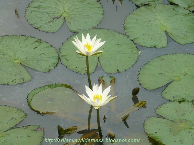 American White Waterlily (Nymphaea odorata)