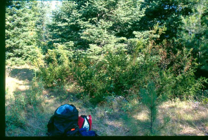 American Yew (Taxus canadensis)