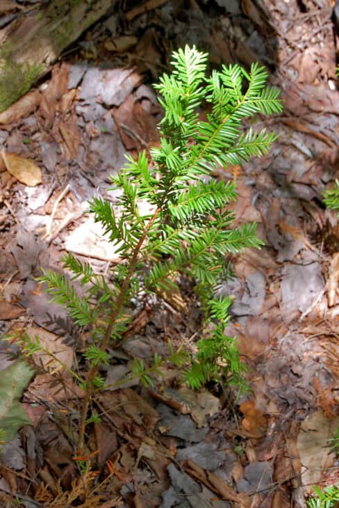 American Yew (Taxus canadensis)