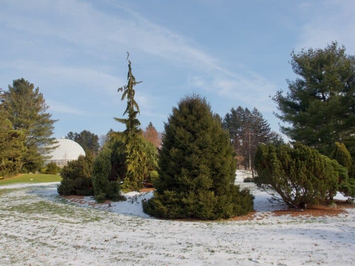 American Yew (Taxus canadensis)