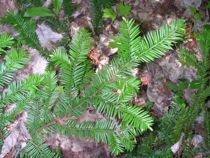 American Yew (Taxus canadensis)