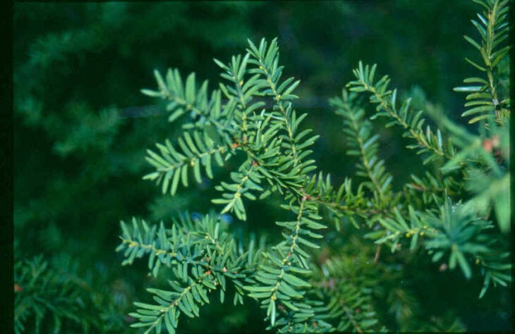 American Yew (Taxus canadensis)