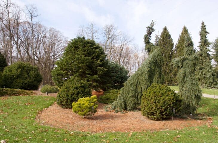 American Yew (Taxus canadensis)