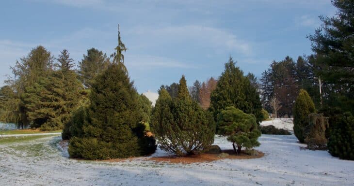 American Yew (Taxus canadensis)