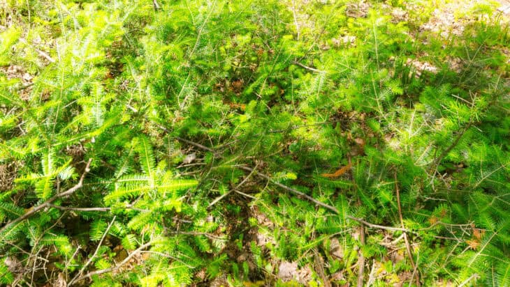 American Yew (Taxus canadensis)