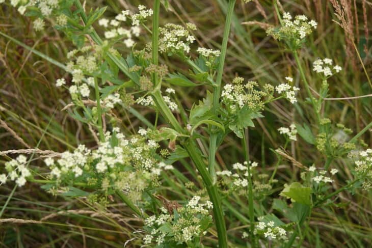 Apium graveolens