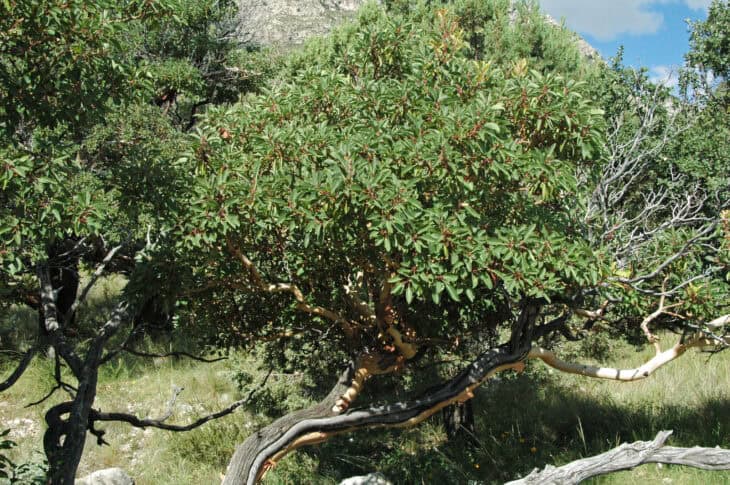 Arbutus xalapensis