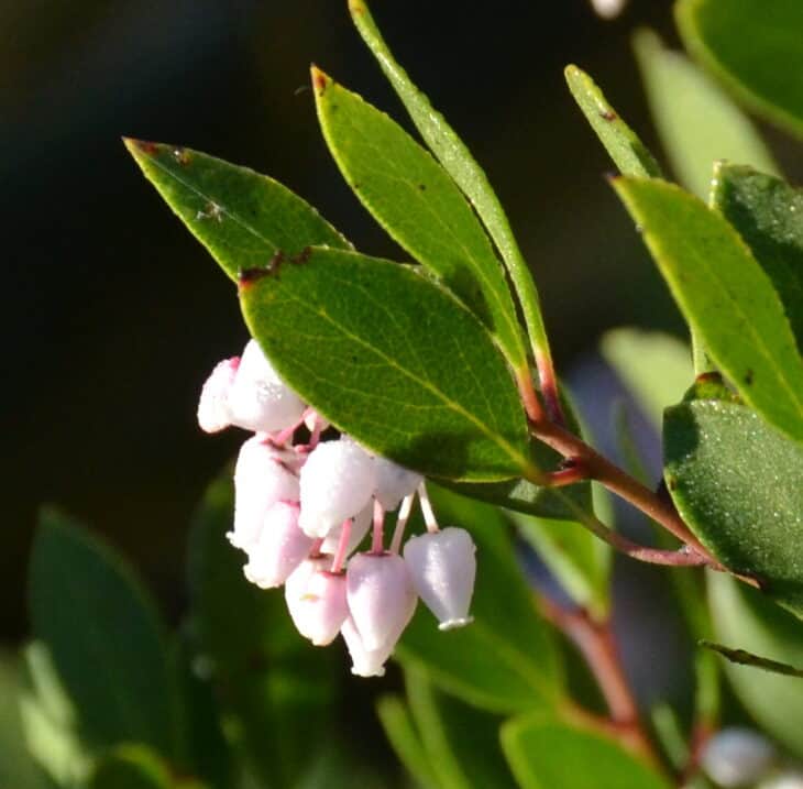 Arbutus xalapensis