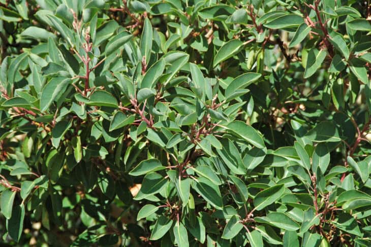 Arbutus xalapensis
