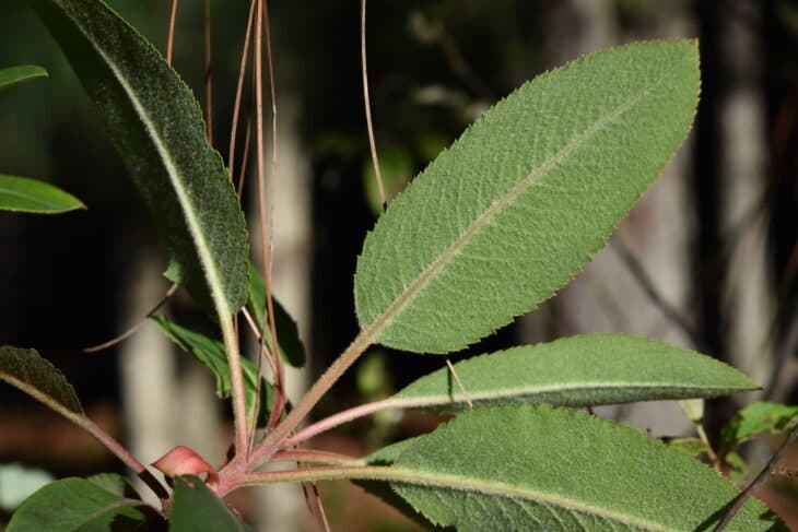 Arbutus xalapensis